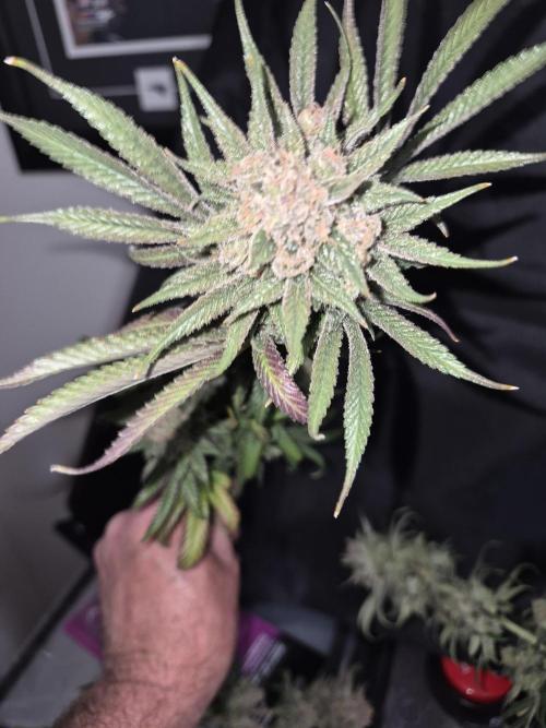 Cannabiz seeds Blue Dream photo period. Week 18