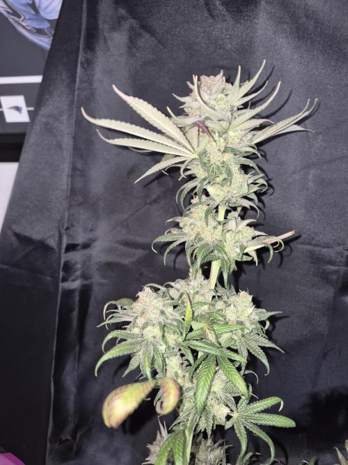Cannabiz seeds Blue Dream photo period. Week 18
