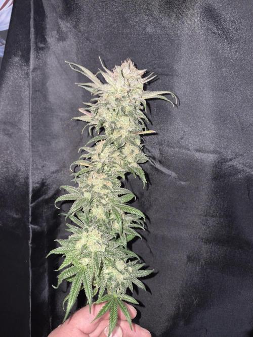 Cannabiz seeds Blue Dream photo period. Week 18