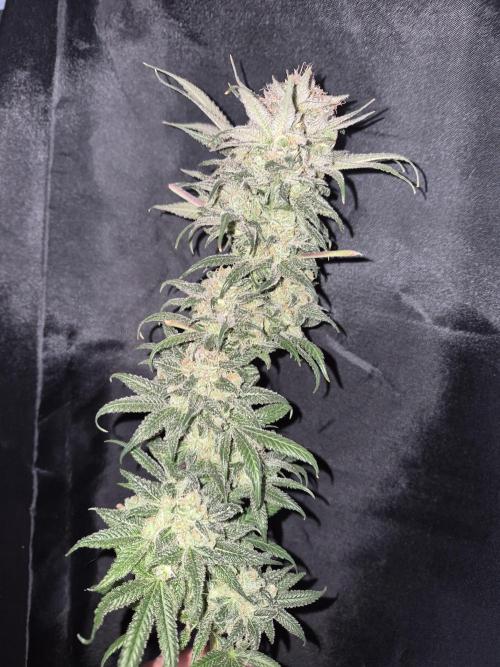 Cannabiz seeds Blue Dream photo period. Week 18