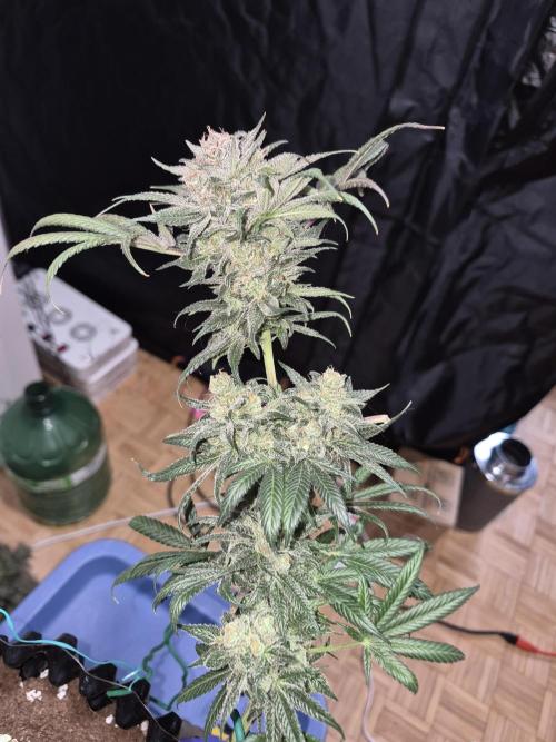 Cannabiz seeds Blue Dream photo period. Week 18