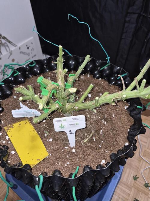 Cannabiz seeds Blue Dream photo period. Week 18