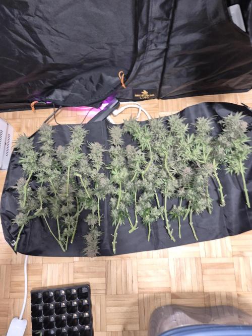 Cannabiz seeds Blue Dream photo period. Week 18