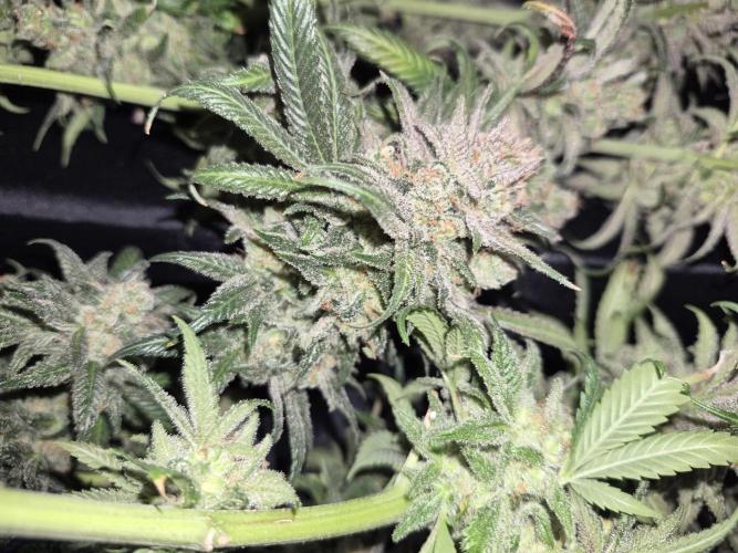 Cannabiz seeds Blue Dream photo period. Week 18