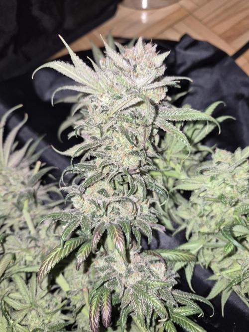 Cannabiz seeds Blue Dream photo period. Week 18