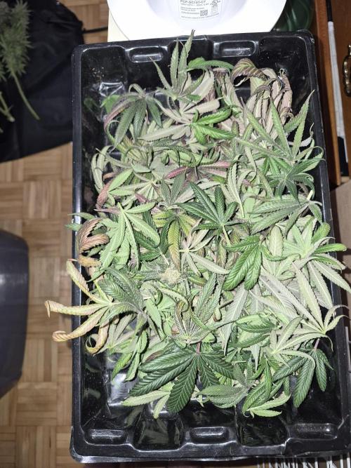 Cannabiz seeds Blue Dream photo period. Week 18