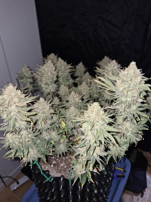 Cannabiz seeds Blue Dream photo period. Week 18
