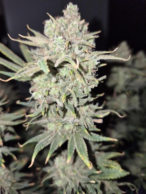 Cannabiz seeds Blue Dream photo period. Week 18