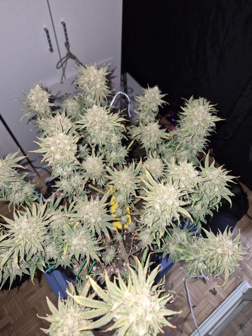 Cannabiz seeds Blue Dream photo period. Week 18