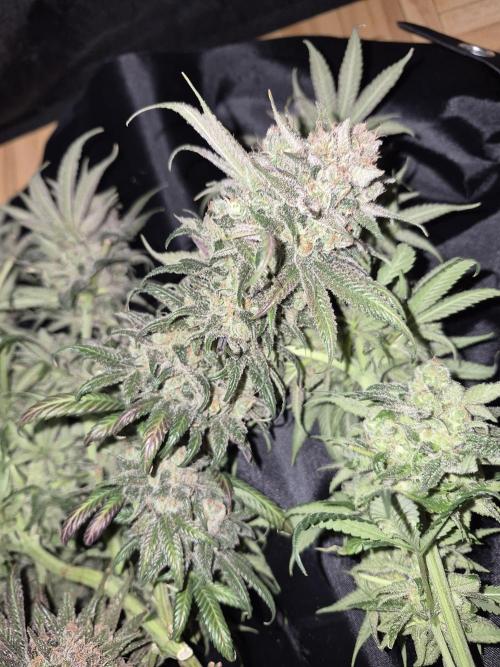 Cannabiz seeds Blue Dream photo period. Week 18