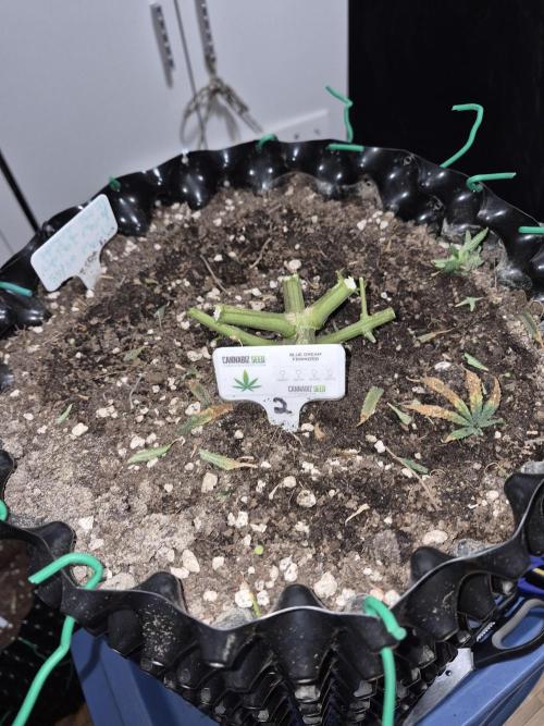 Cannabiz seeds Blue Dream photo period. Week 18