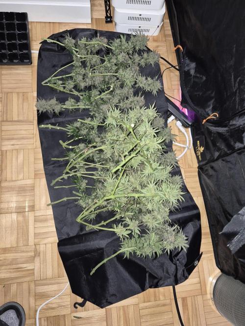 Cannabiz seeds Blue Dream photo period. Week 18