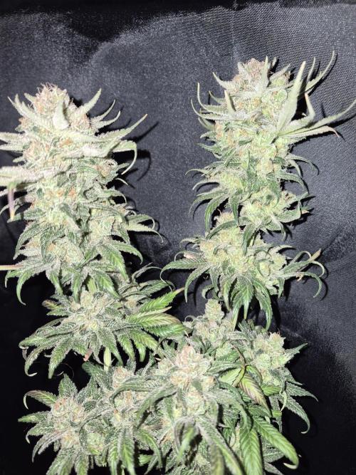 Cannabiz seeds Blue Dream photo period. Week 18