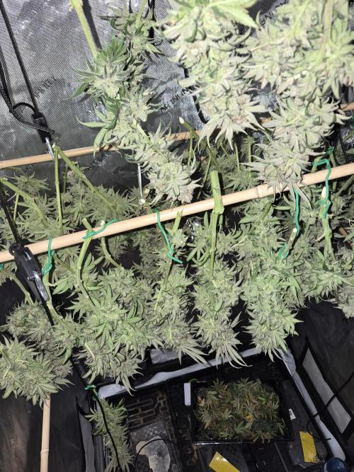 Cannabiz seeds Blue Dream photo period. Week 18