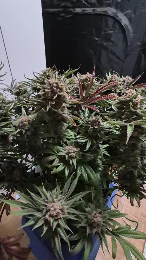 Cannabiz seeds Blue Dream photo period
