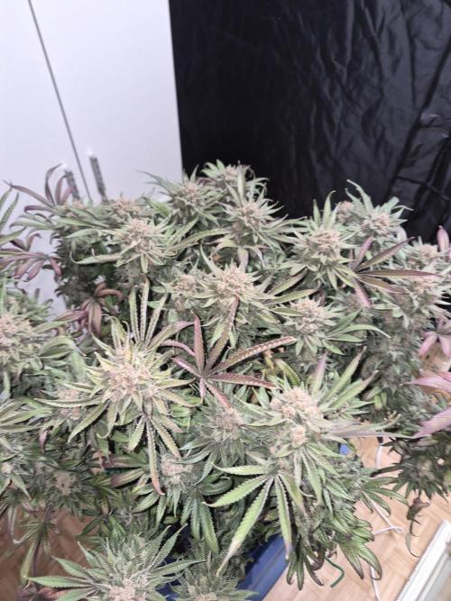 Cannabiz seeds Blue Dream photo period. Week 18