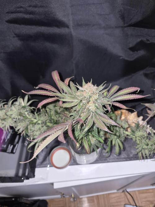 Cannabiz seeds Blue Dream photo period. Week 18