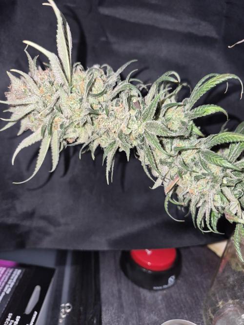 Cannabiz seeds Blue Dream photo period. Week 18