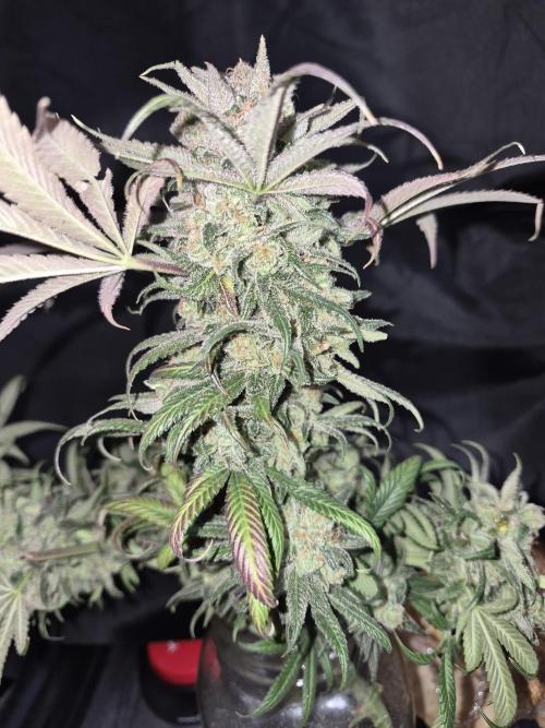 Cannabiz seeds Blue Dream photo period. Week 18