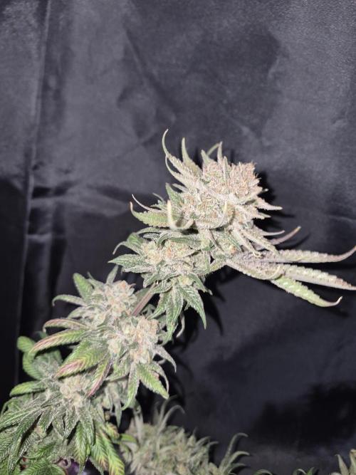 Cannabiz seeds Blue Dream photo period. Week 18