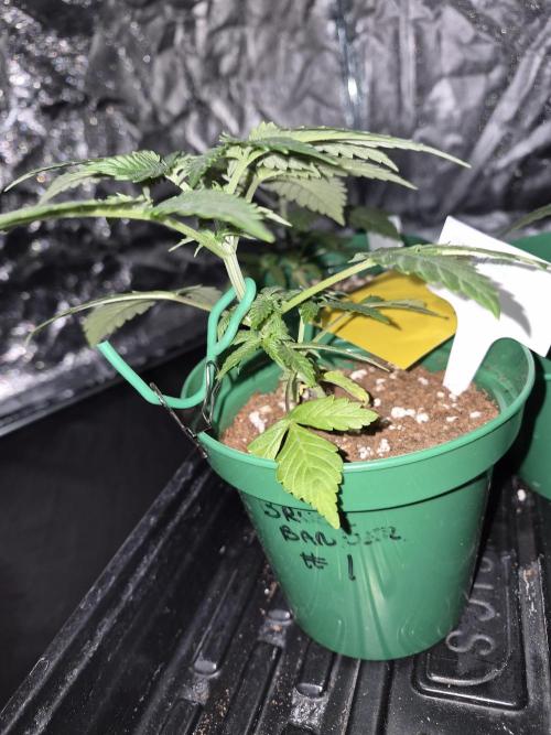 Cannabiz Seeds bruce banner #1. Week 5