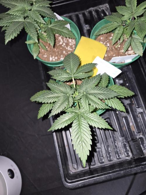 Cannabiz Seeds bruce banner #1. Week 5