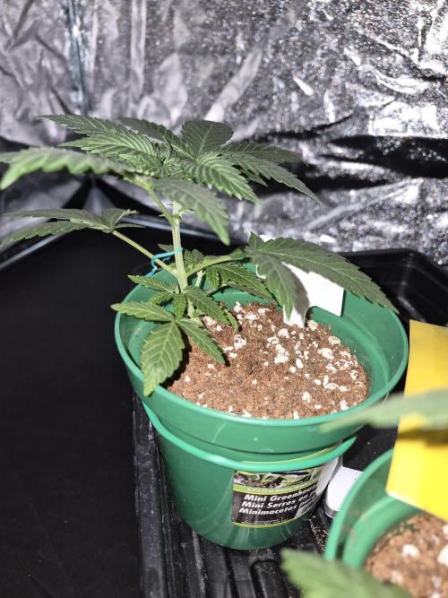 Cannabiz Seeds bruce banner #2. Week 5