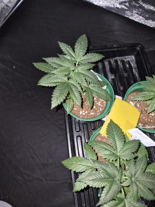 Bruce Banner. Week 5