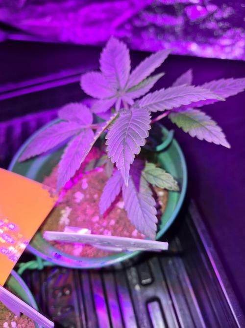 Granddaddy Purple #2. Week 5