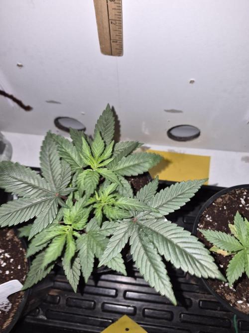 Granddaddy Purple #2. Week 6