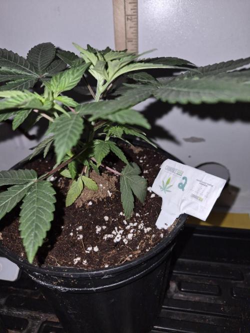 Granddaddy Purple #2. Week 6