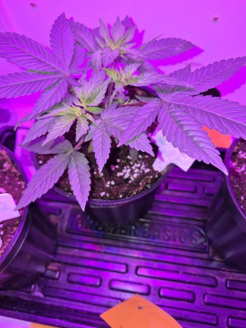 Granddaddy Purple #2. Week 6