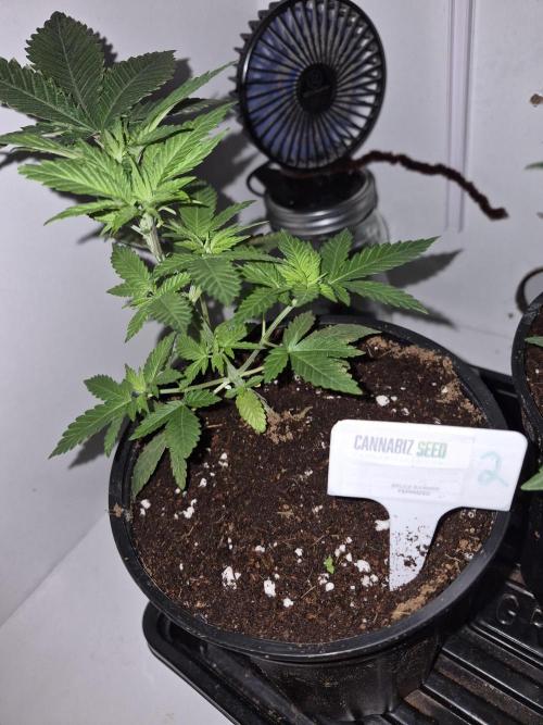 Cannabiz Seeds bruce banner #2. Week 6