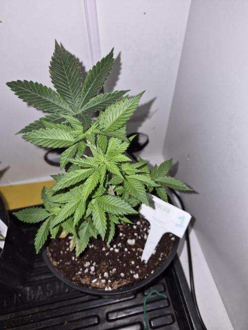 Cannabiz Seeds bruce banner #1. Week 6