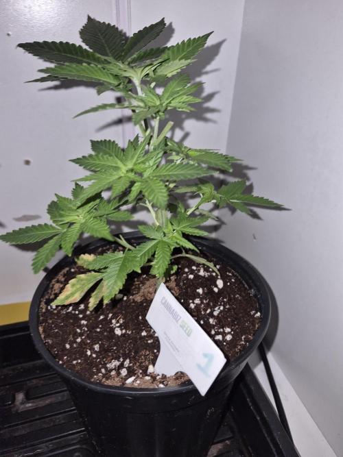 Cannabiz Seeds bruce banner #1. Week 6