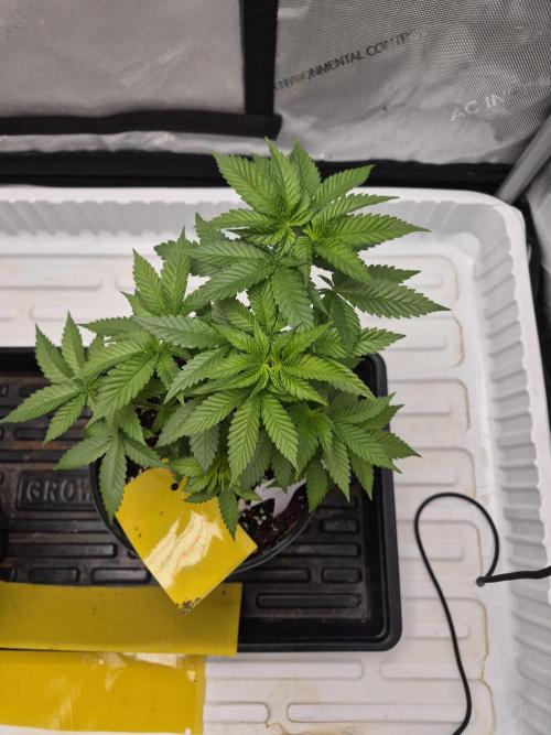 Cannabiz Seeds bruce banner #1. Week 7
