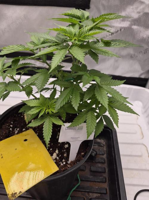 Cannabiz Seeds bruce banner #1. Week 7