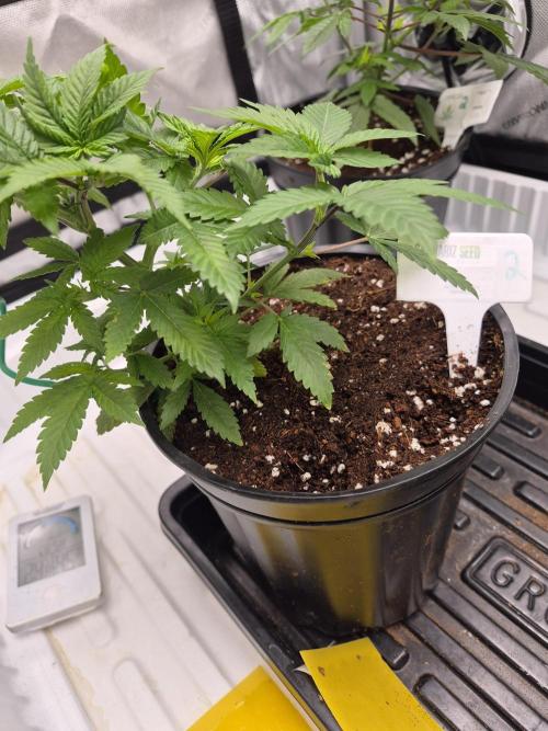 Cannabiz Seeds bruce banner #2. Week 7