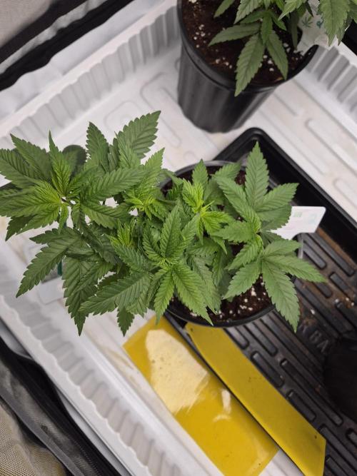 Bruce Banner. Week 7