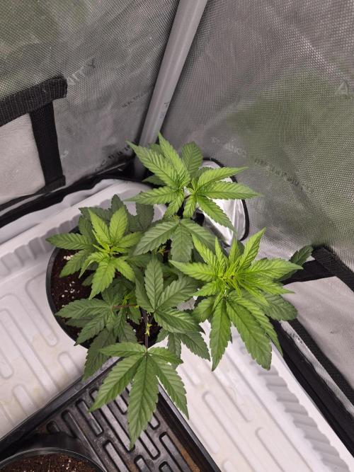Granddaddy Purple #2. Week 7