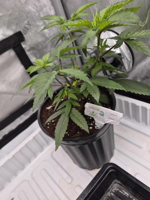 Granddaddy Purple #2. Week 7