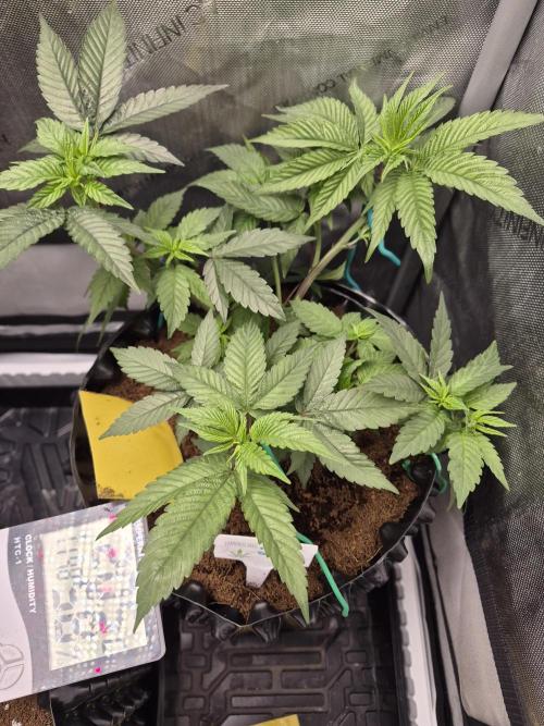Granddaddy Purple #2. Week 8