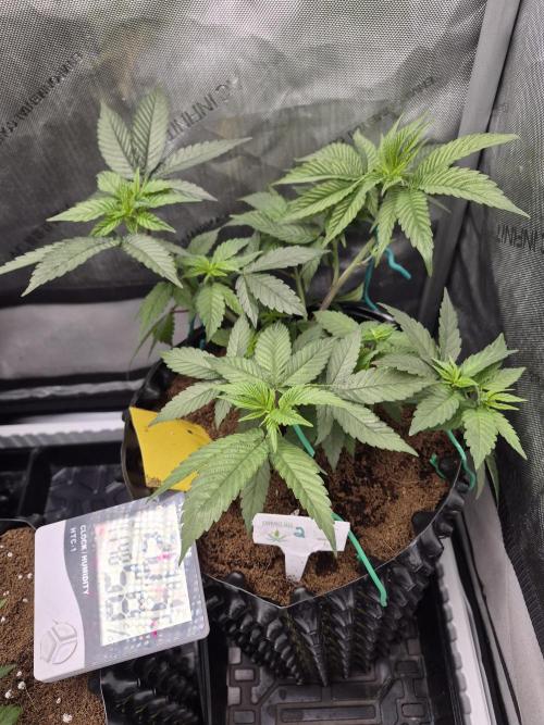 Granddaddy Purple #2. Week 8