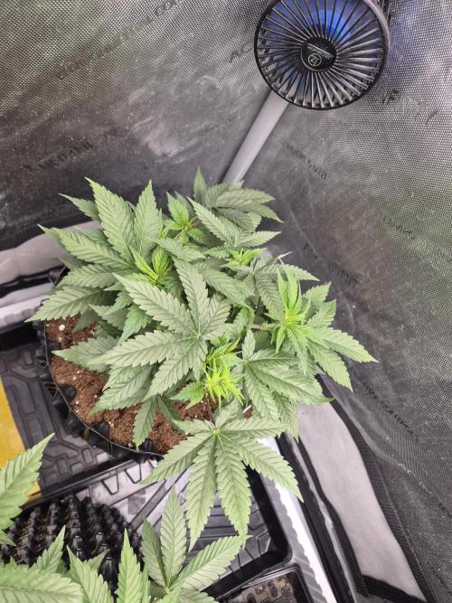 Cannabiz Seeds bruce banner #2. Week 8