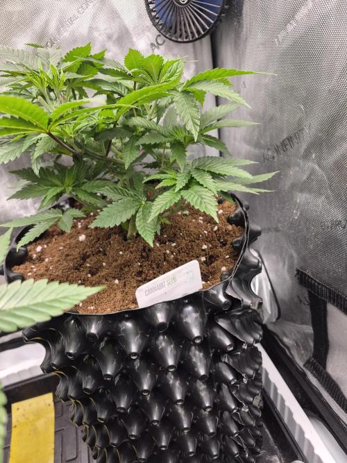 Bruce Banner. Week 8