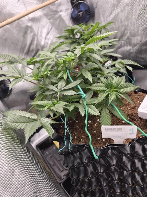 Cannabiz Seeds bruce banner #1. Week 8