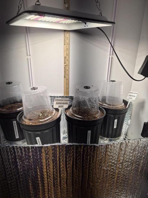 Cannabiz Seeds THE EXPERIMENT. Week 0