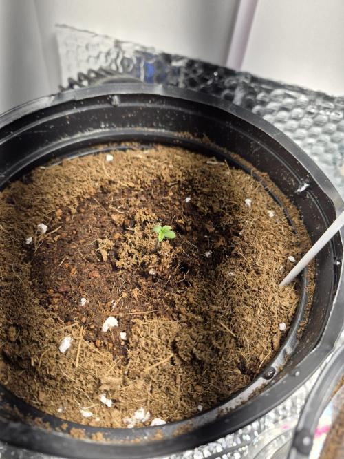 Cannabiz Seeds THE EXPERIMENT. Week 0