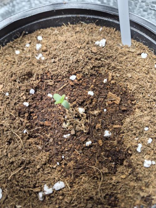 Cannabiz Seed THE EXPERIMENT. Week 0