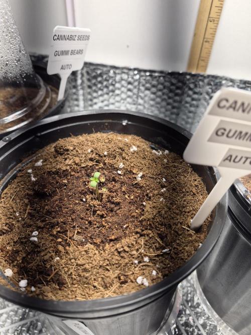 Cannabiz Seed THE EXPERIMENT. Week 0